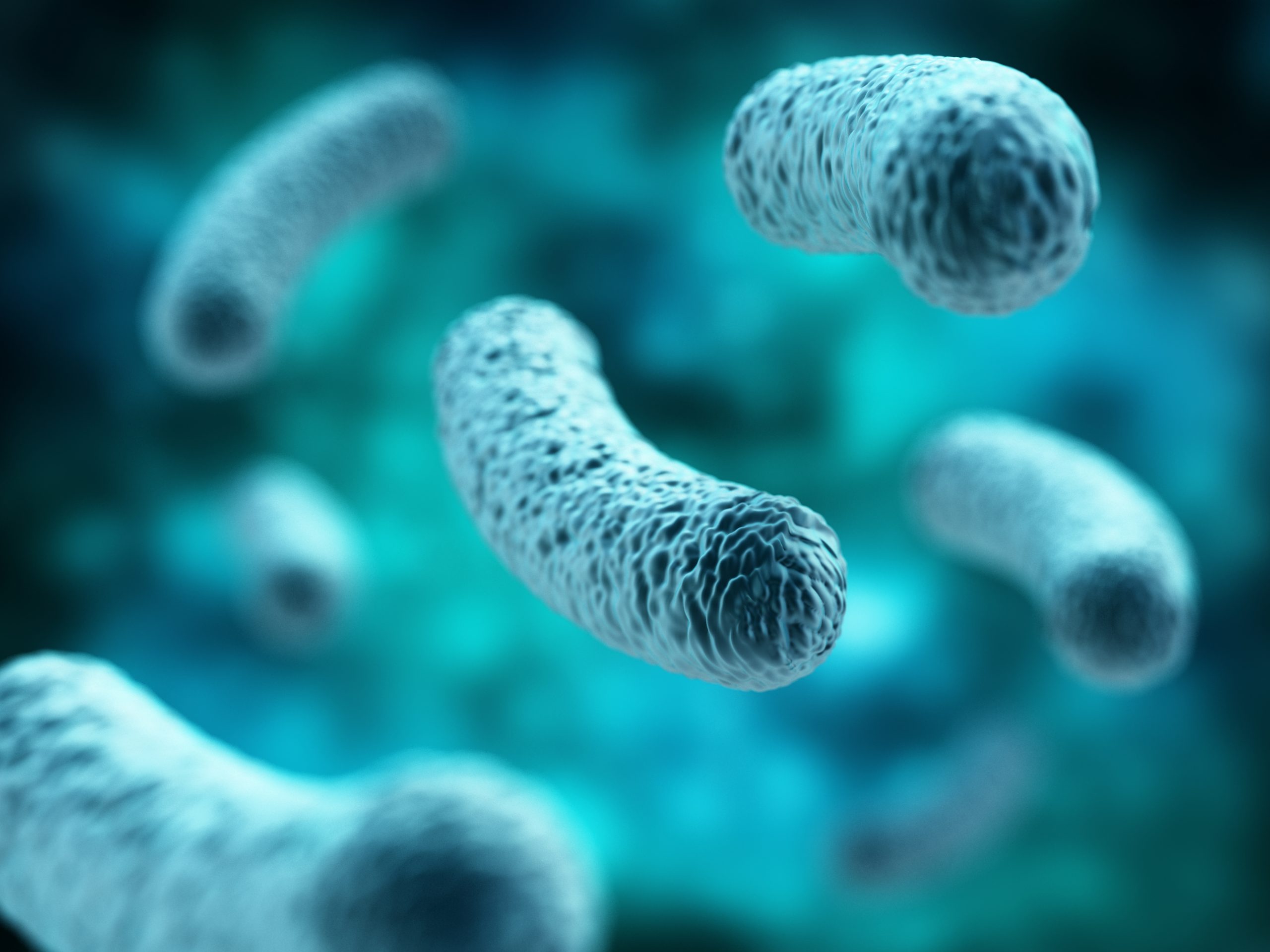 Микроорганизмы это живые организмы. Лактобактерии Lactobacillus. Лактобациллы бактерии. Лактобактерии микробиом. Лактобактерии бациллы.